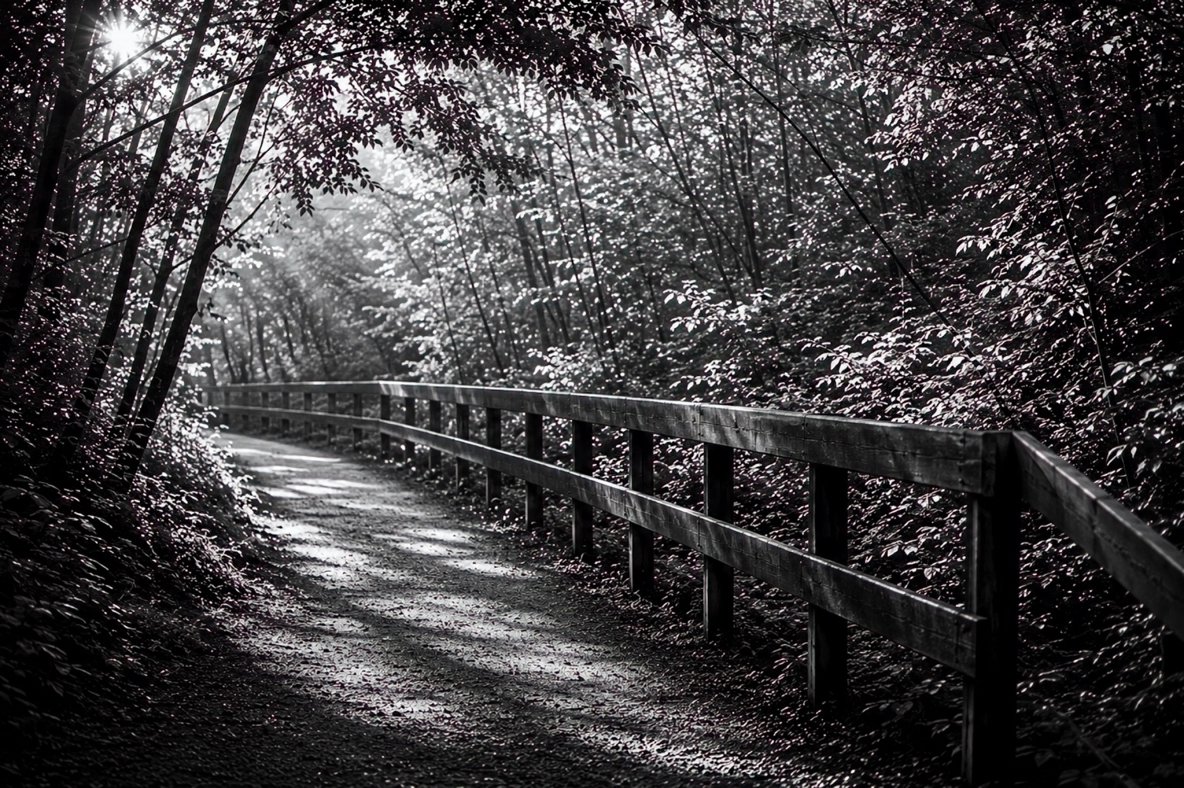 Through the Trees fine art print